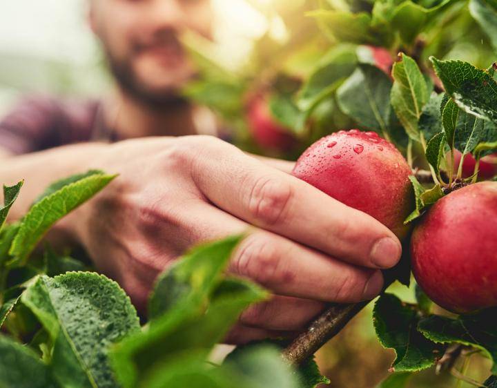 Picking apple 