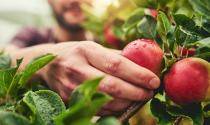 Picking apple 